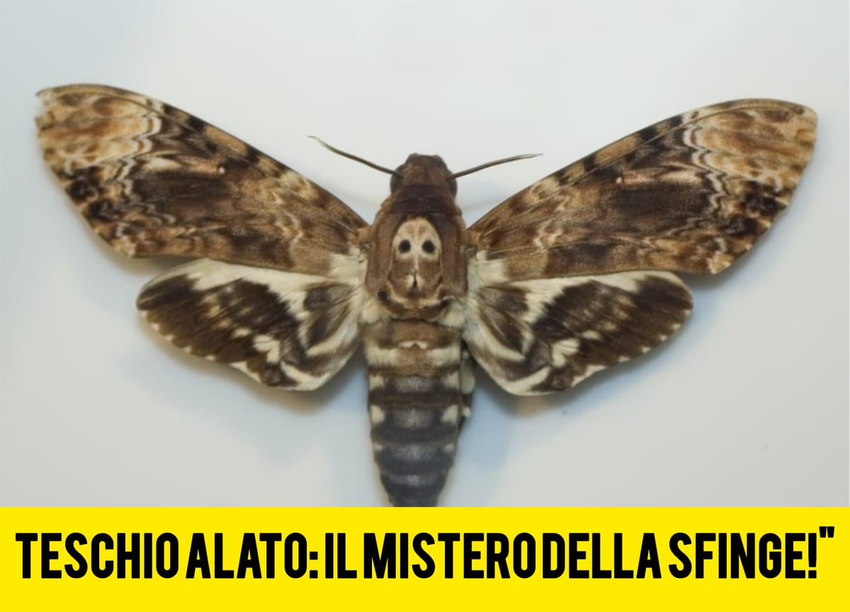 Sfinge Testa di Morto: la falena dal teschio che spaventa, ma ruba solo miele!