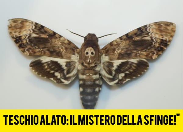Sfinge Testa di Morto: la falena dal teschio che spaventa, ma ruba solo miele!