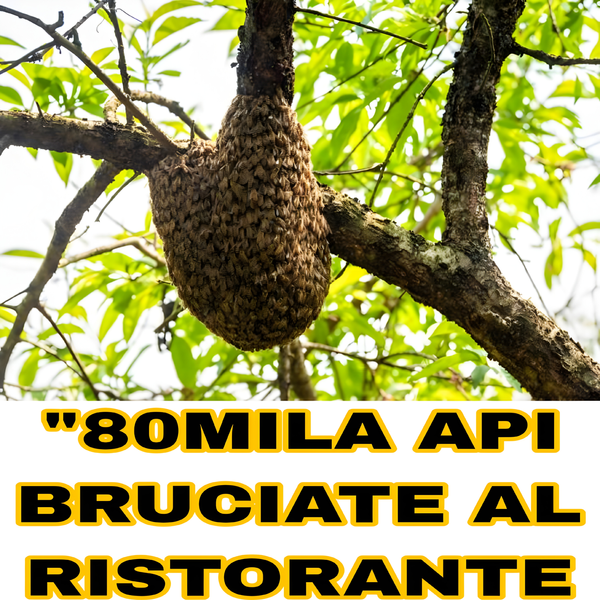 Strage di api a Peschiera del Garda: sciami bruciati con l’olio, scatta la denuncia